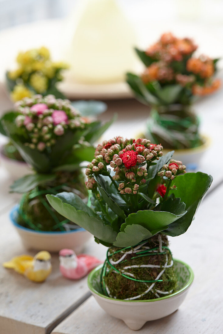 Kalanchoe kokedama balls