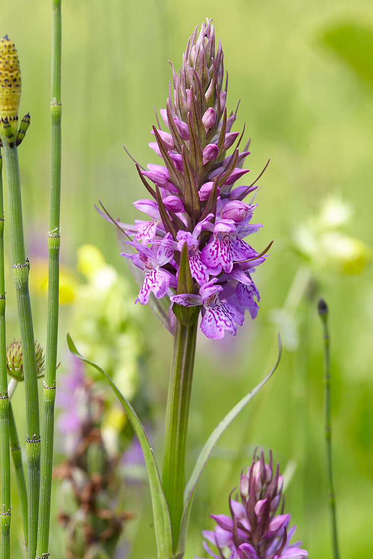 Dactylorhiza maculata