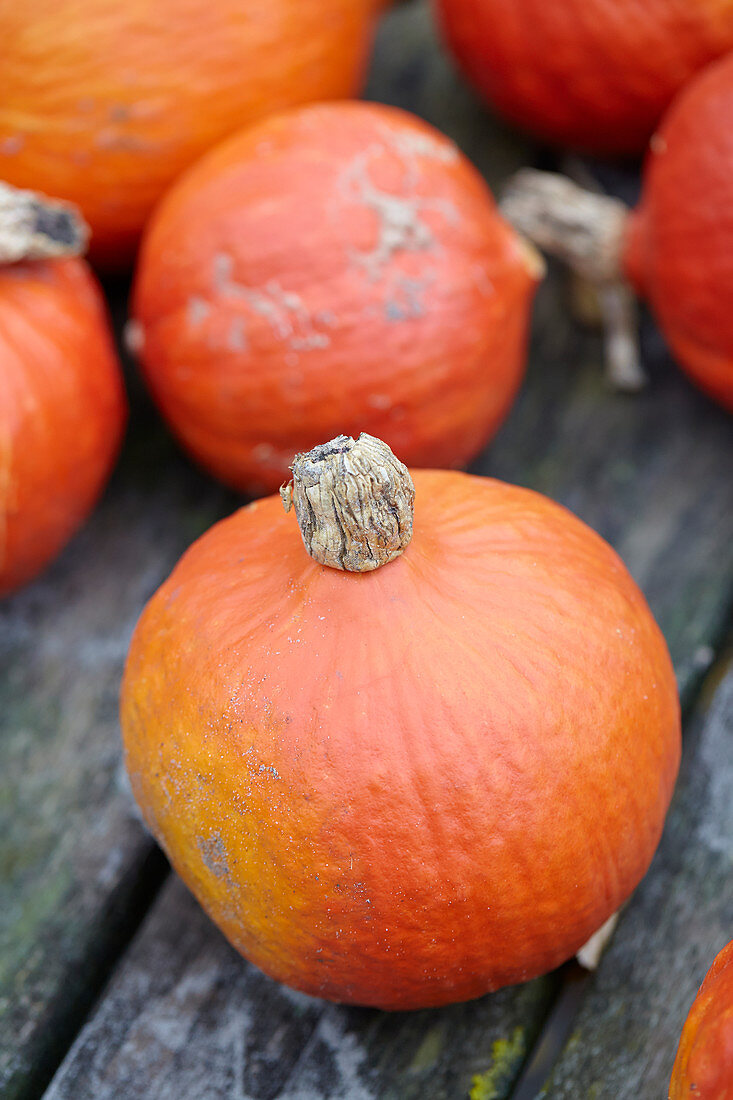 Cucurbita