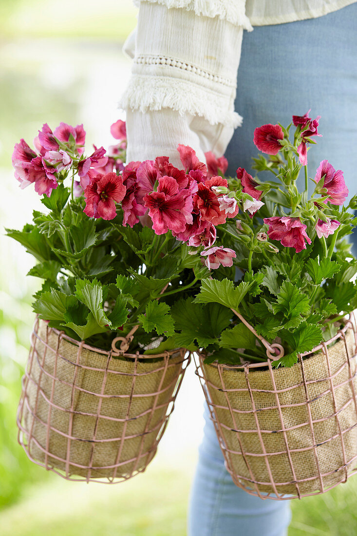 Geraniums in baskets