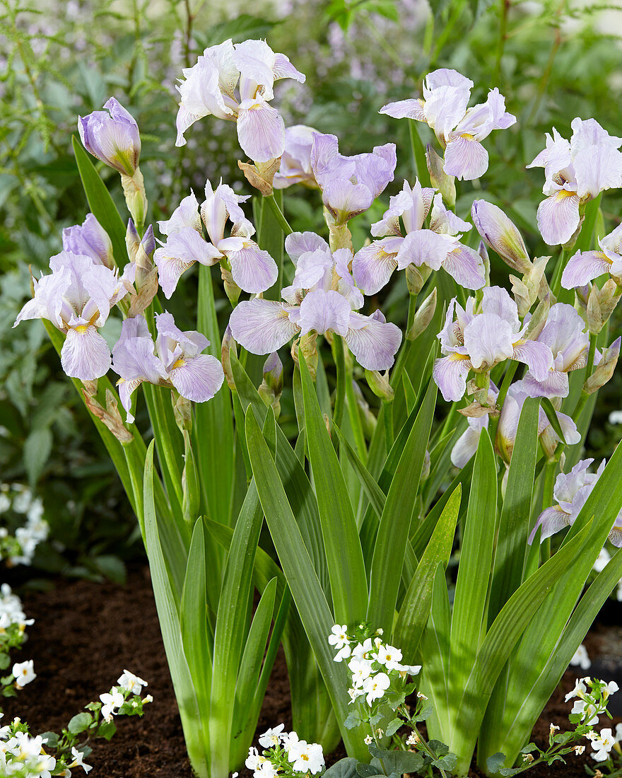 Iris B & T 'Lavender Doll'