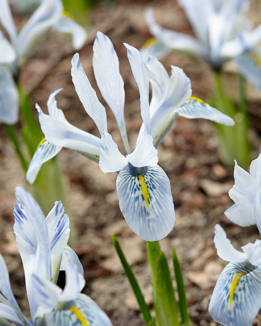 Iris reticulata 'Sheila Ann Germaney'