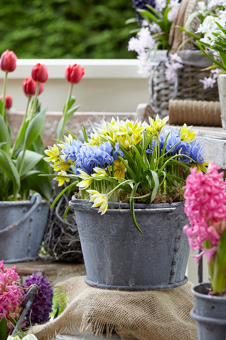 Spring flowers on pot