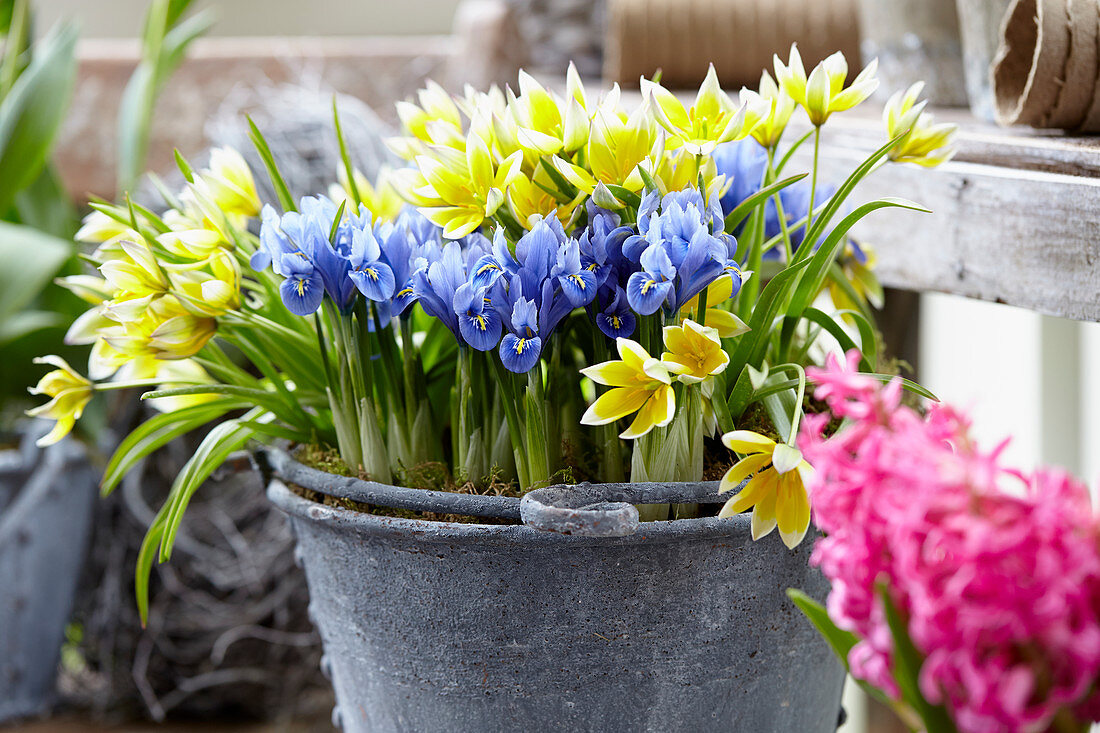 Frühlingsblumen im Topf