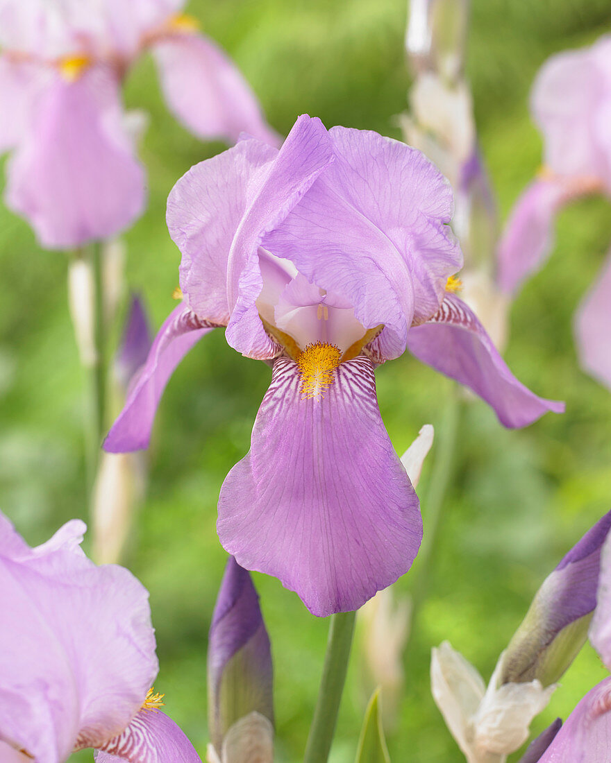 Iris pallida