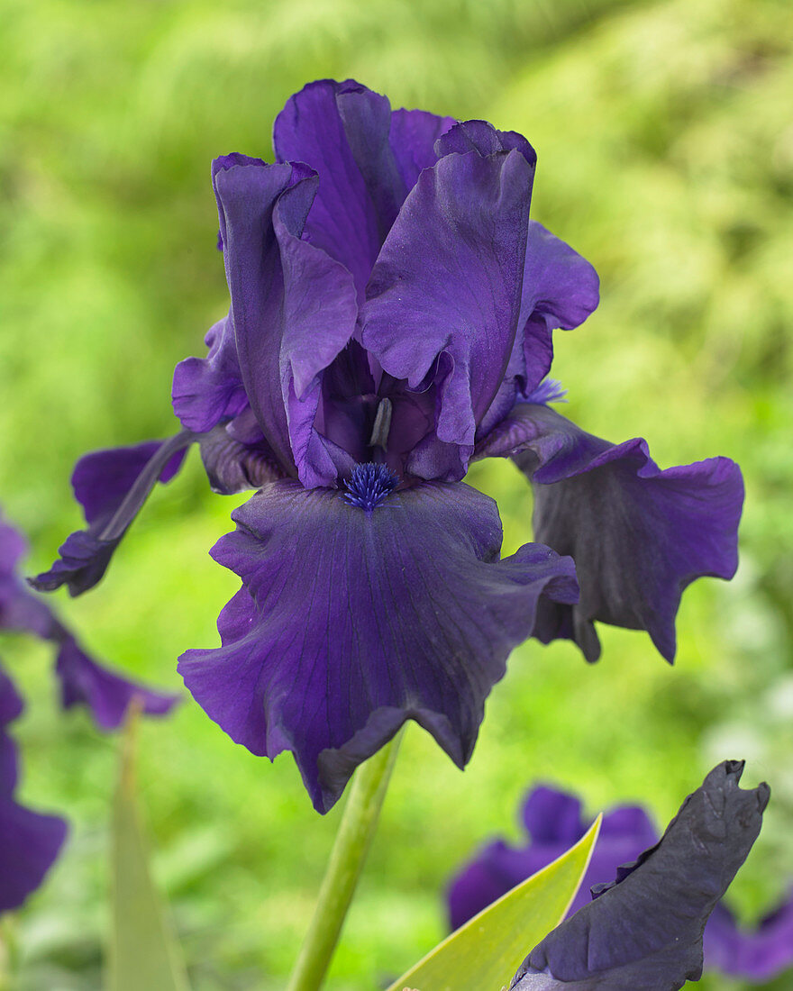 Iris germanica 'Storm Center'