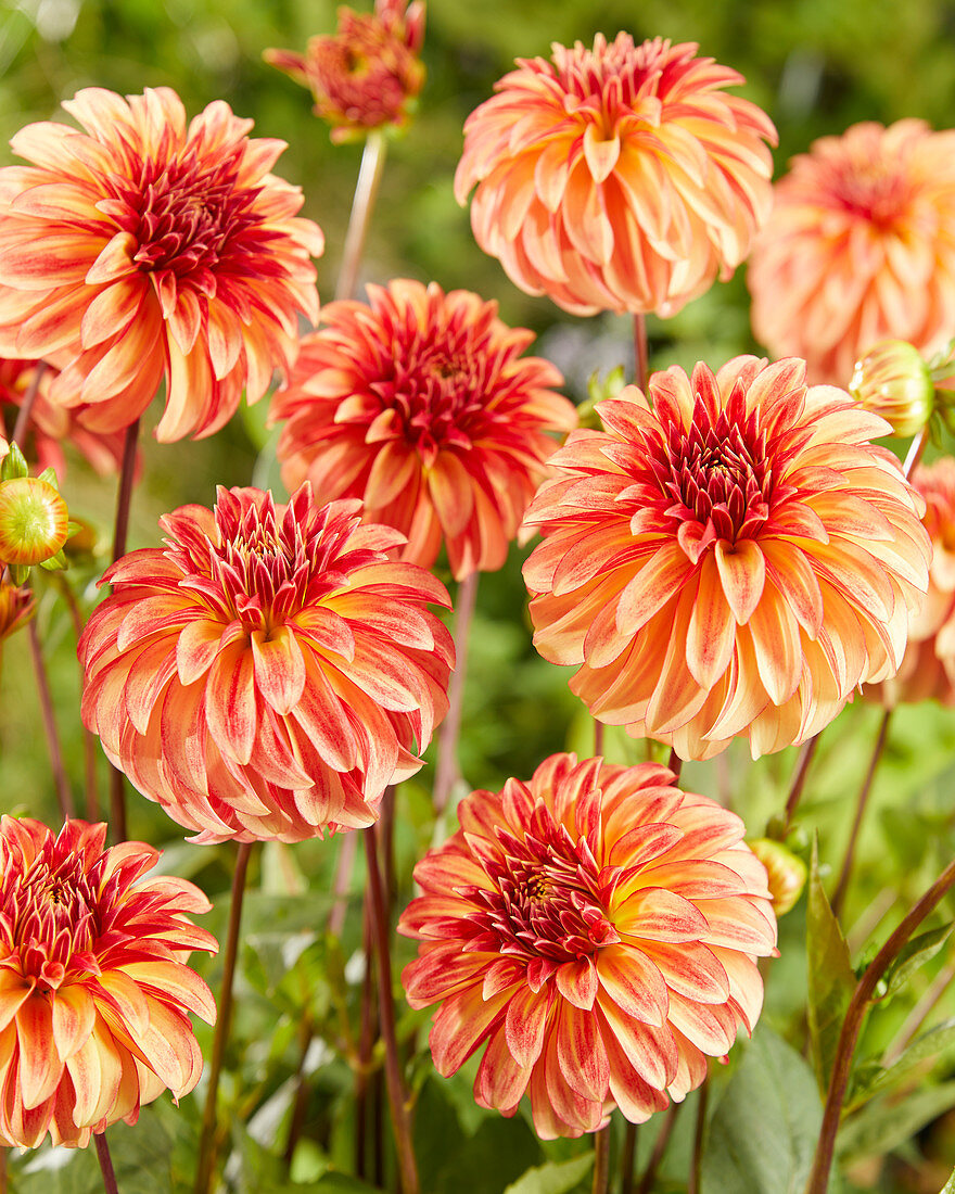 Dahlia Irish Pinwheel