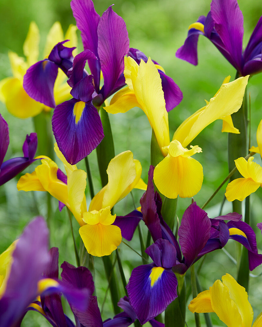 Iris hollandica 'Purple Sensation' 'Golden Harvest'