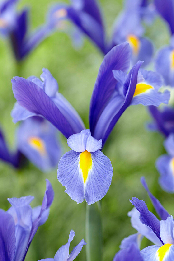 Iris Sapphire Beauty