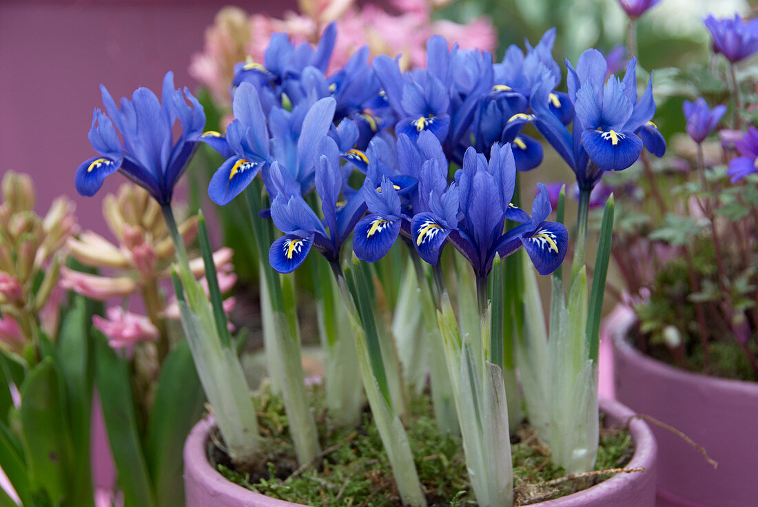 Iris blue