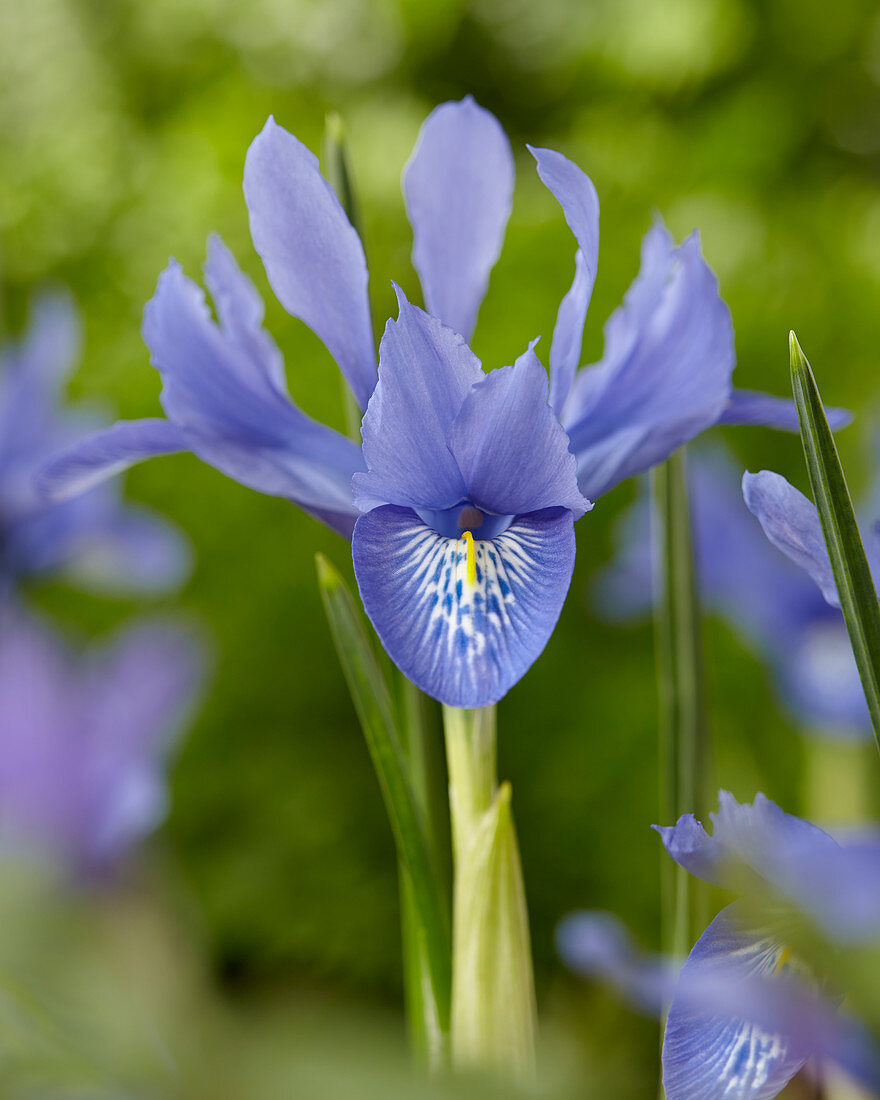 Iris histrioides Lady Beatrix Stanley