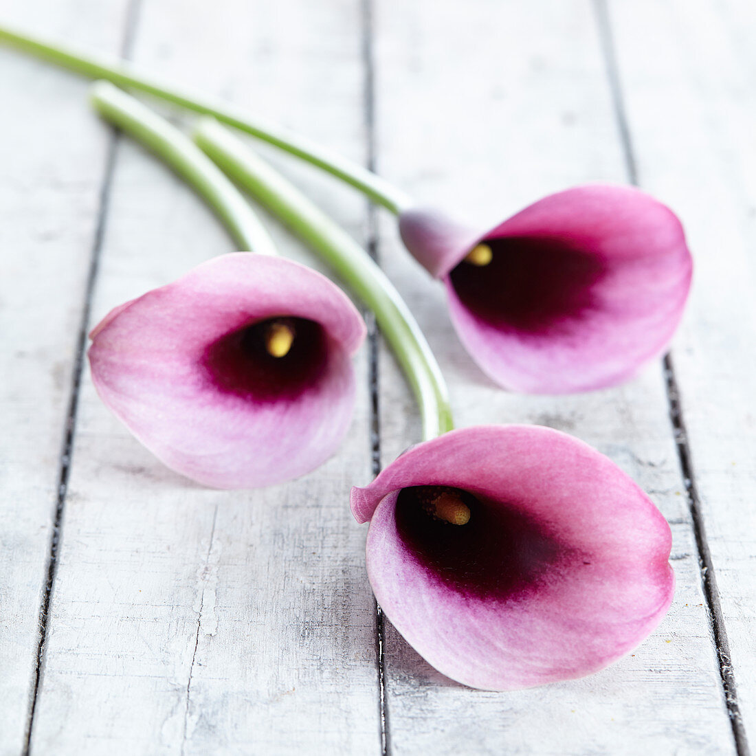 Zantedeschia 'Accent'