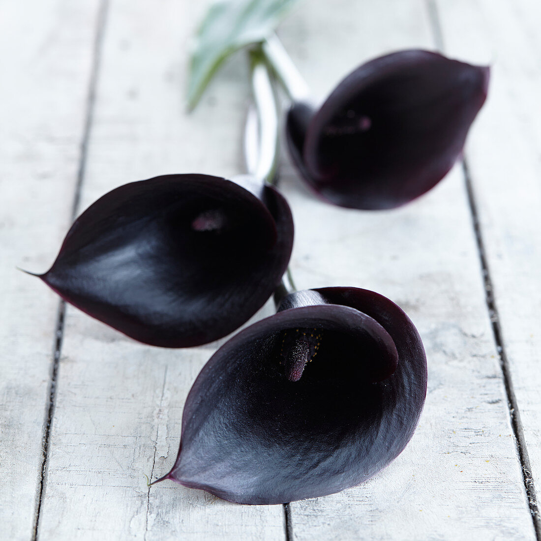 Zantedeschia 'Black Pearl'