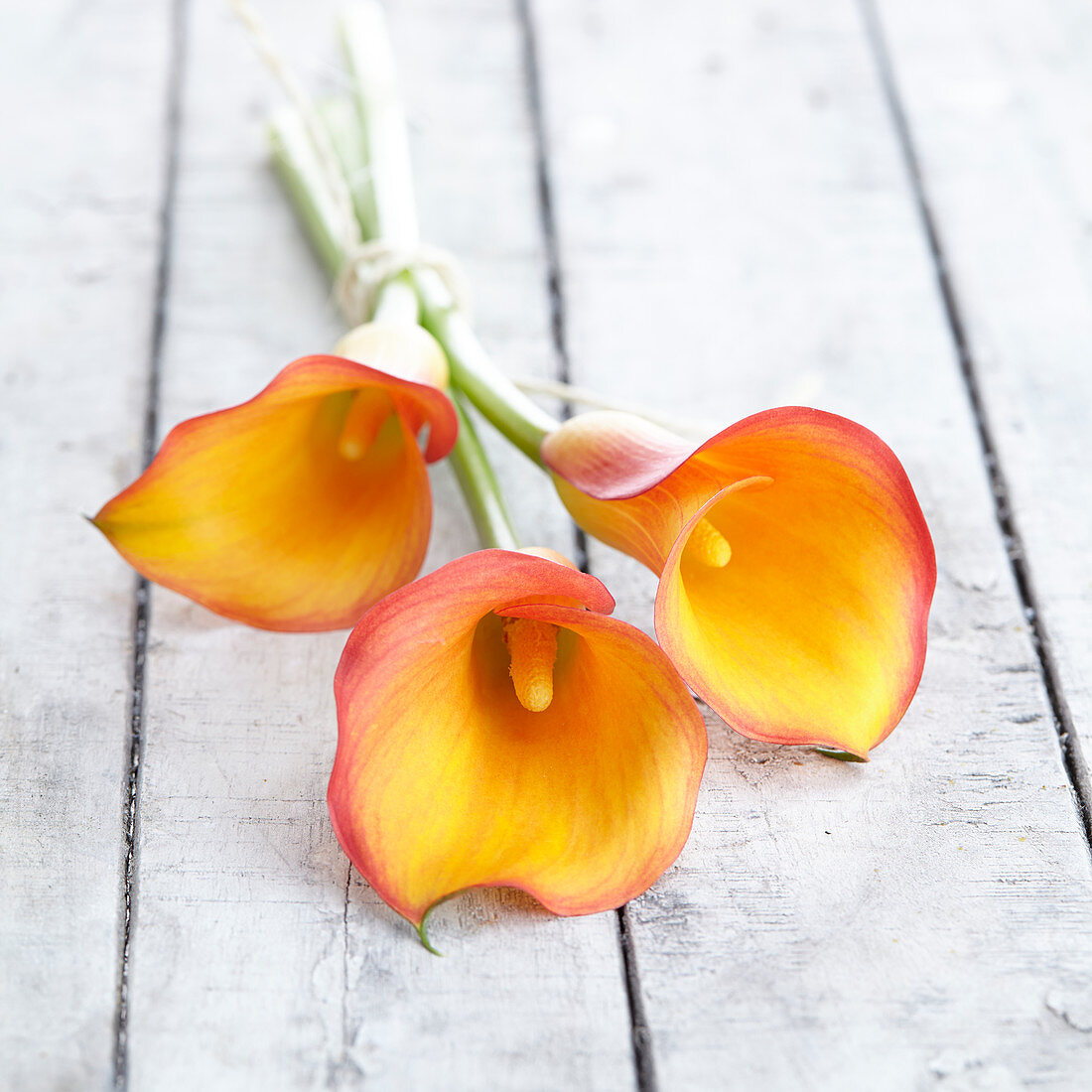 Zantedeschia 'Orange County'