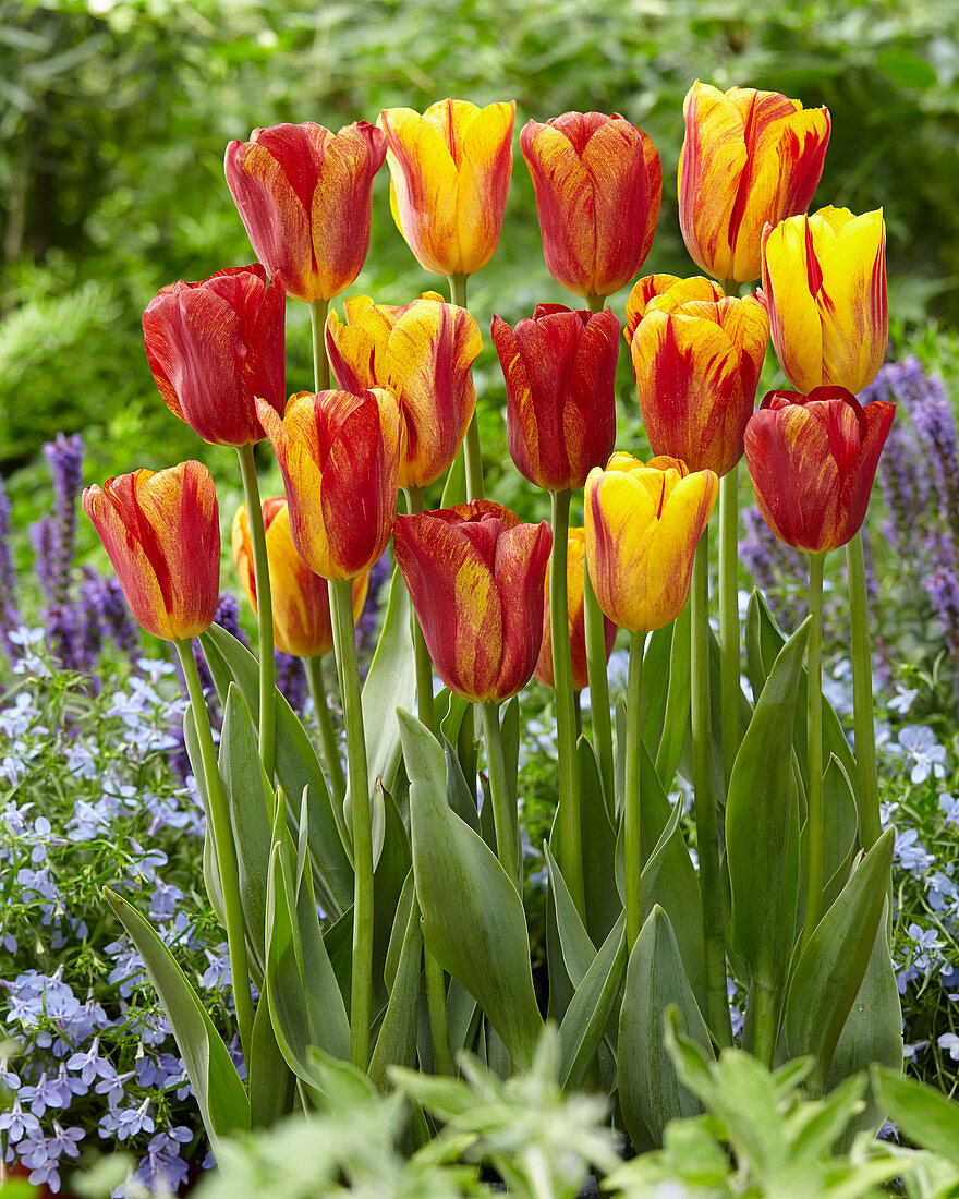 Tulipa Harmony