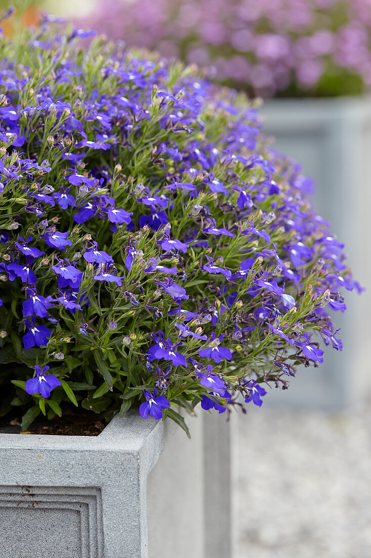 Lobelia erinus Hot Springs Dark Blue