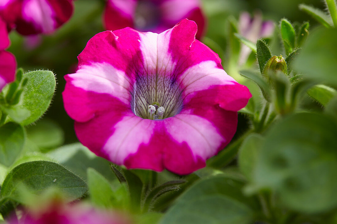 Petunia 'Mini Blast Rose'