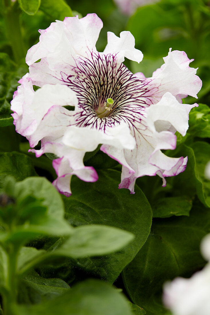 Petunia Grandiflora Superbissima Alba