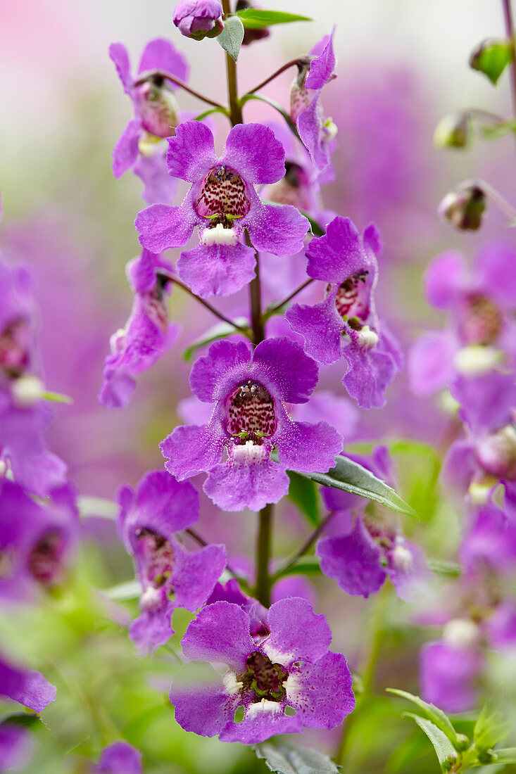 Angelonia angustifolia 'Serena Purple'