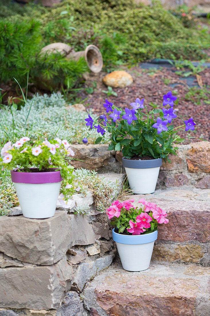 Petunias, balloon flowers and million bells in painted terracotta pots