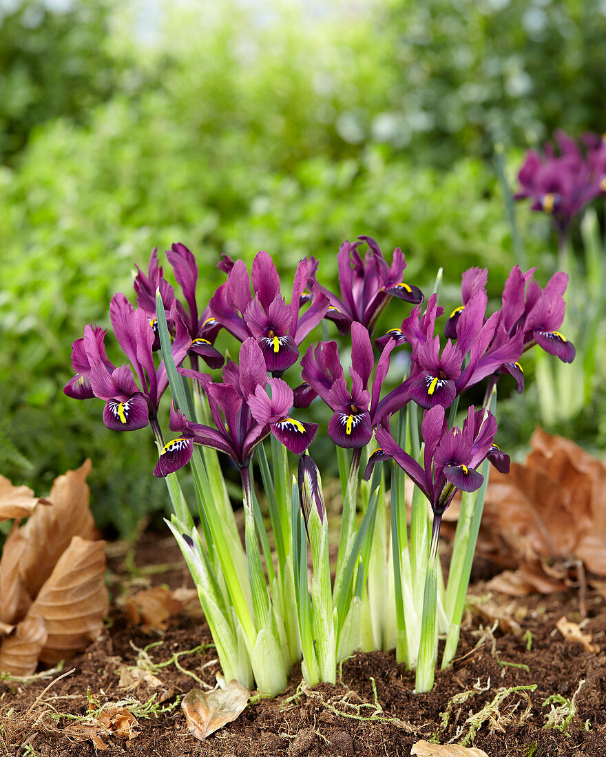 Iris reticulata purple