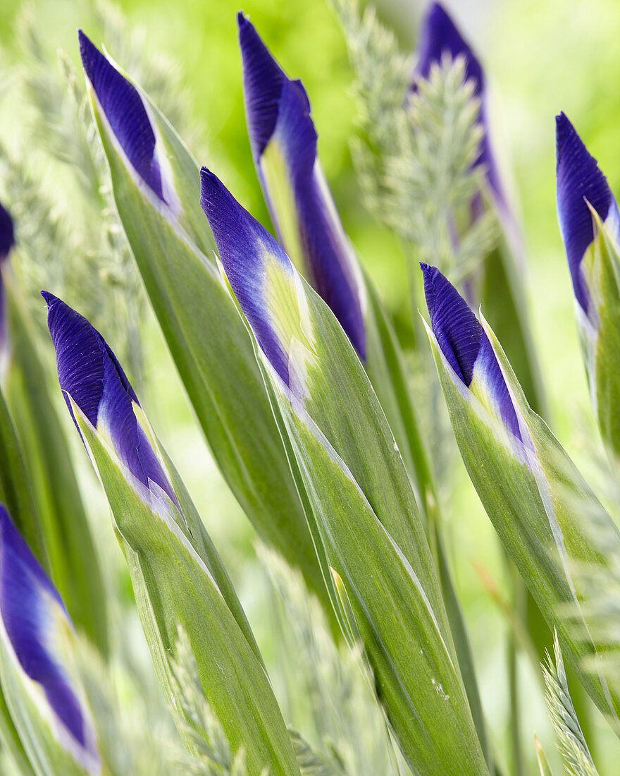 Iris hollandica 'Discovery Purple'