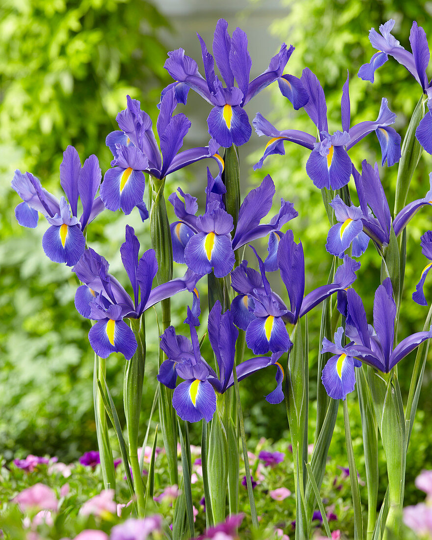 Iris hollandica 'Discovery'