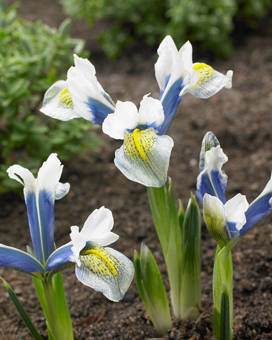 Iris reticulata Sea Breeze