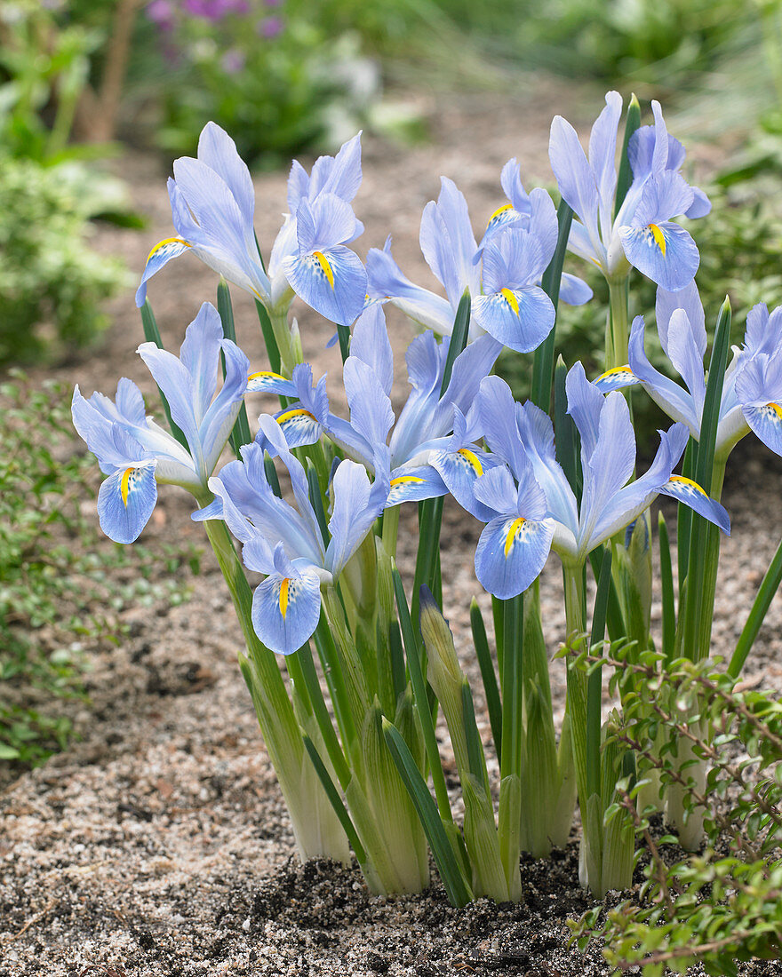 Iris reticulata 'Blue Planet'
