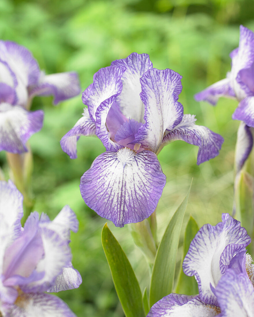 Iris pumila 'Petite Polka'