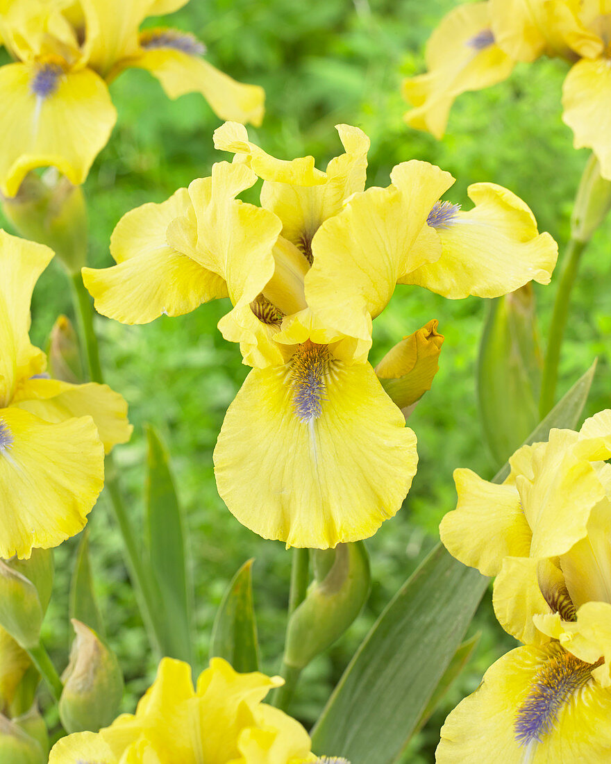 Iris germanica 'Blue Eyed Blond'