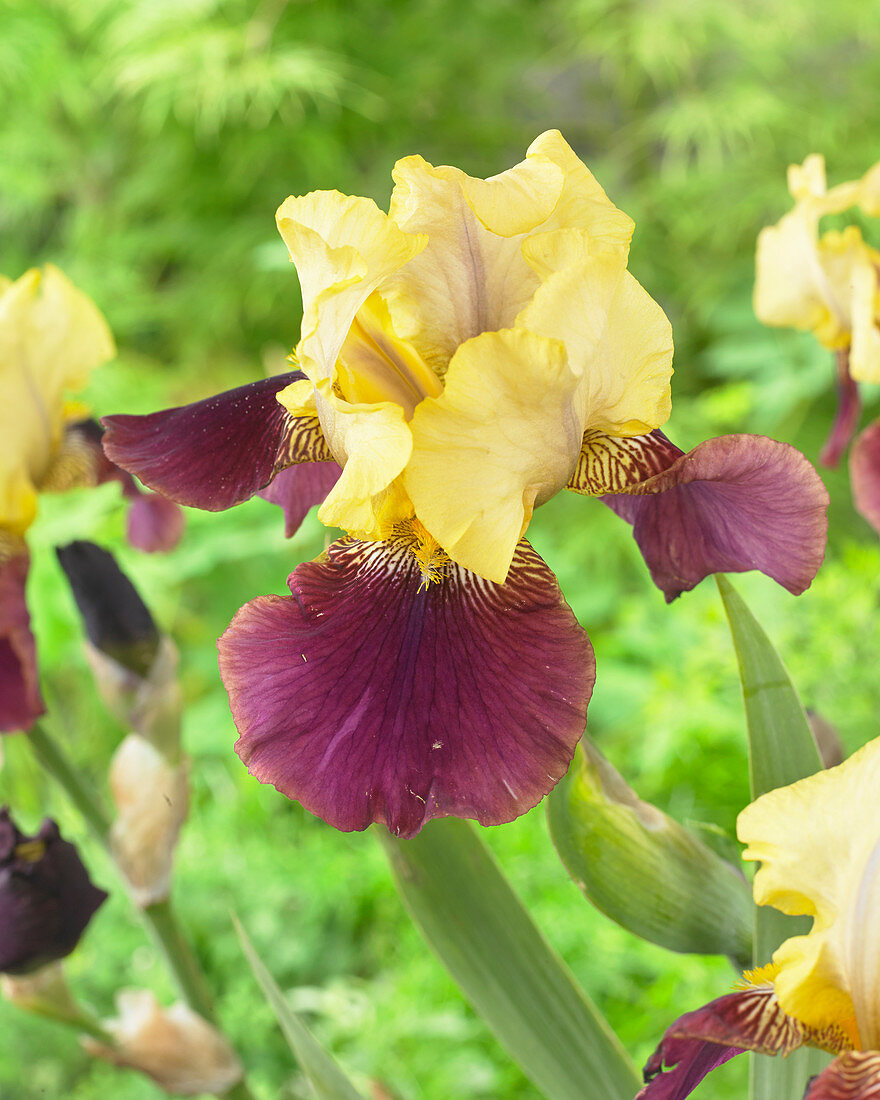 Iris germanica Blatant