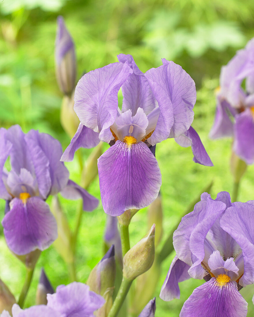 Iris germanica Lilac Toque