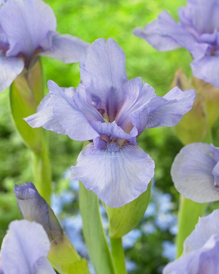 Iris pumila Rain Dance