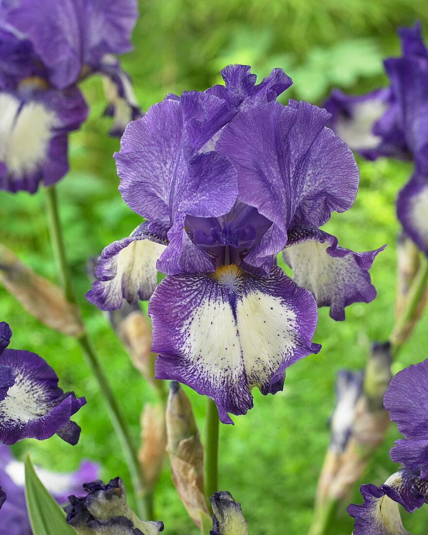 Iris germanica Barrister