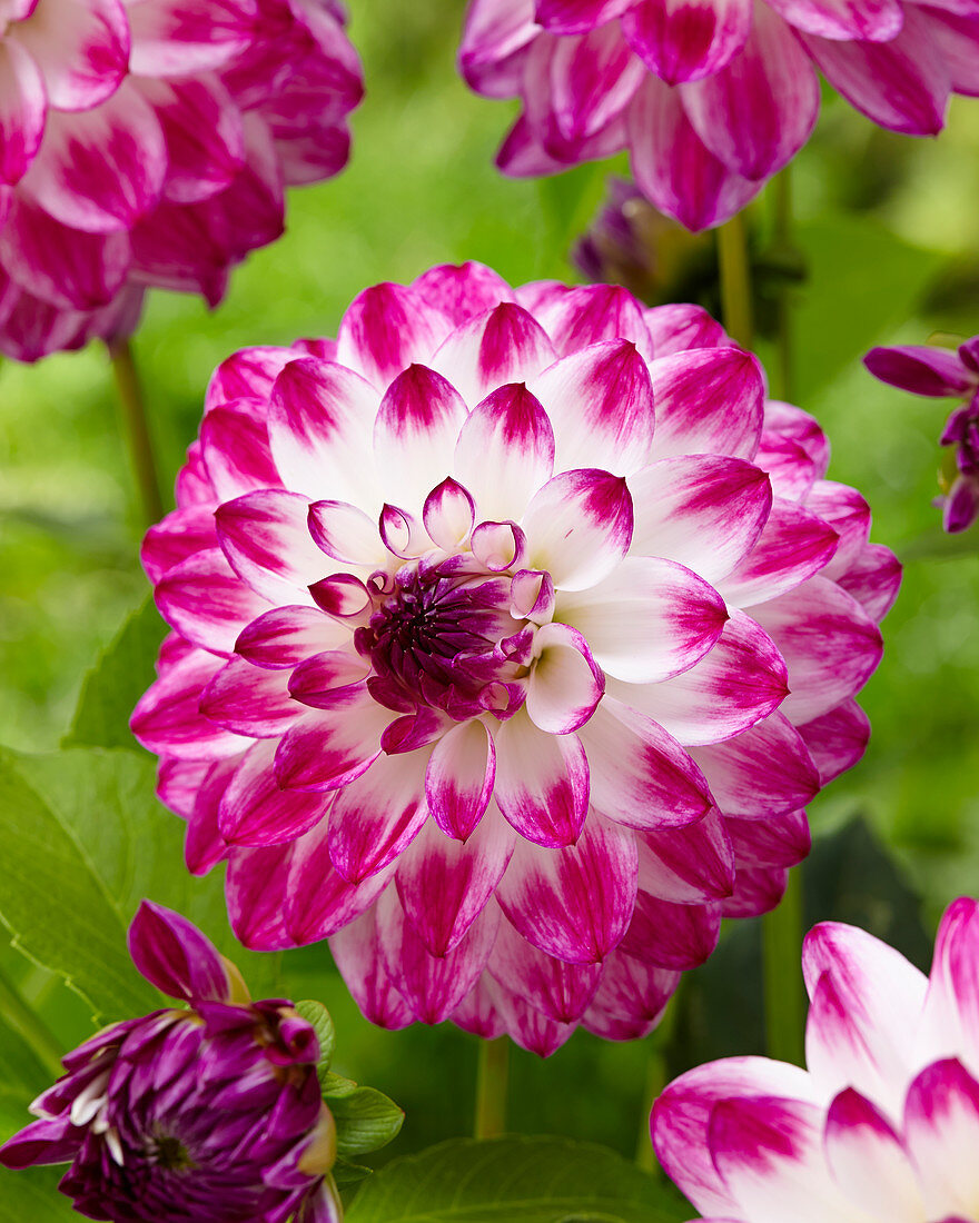 Dahlia Ferncliff Duo