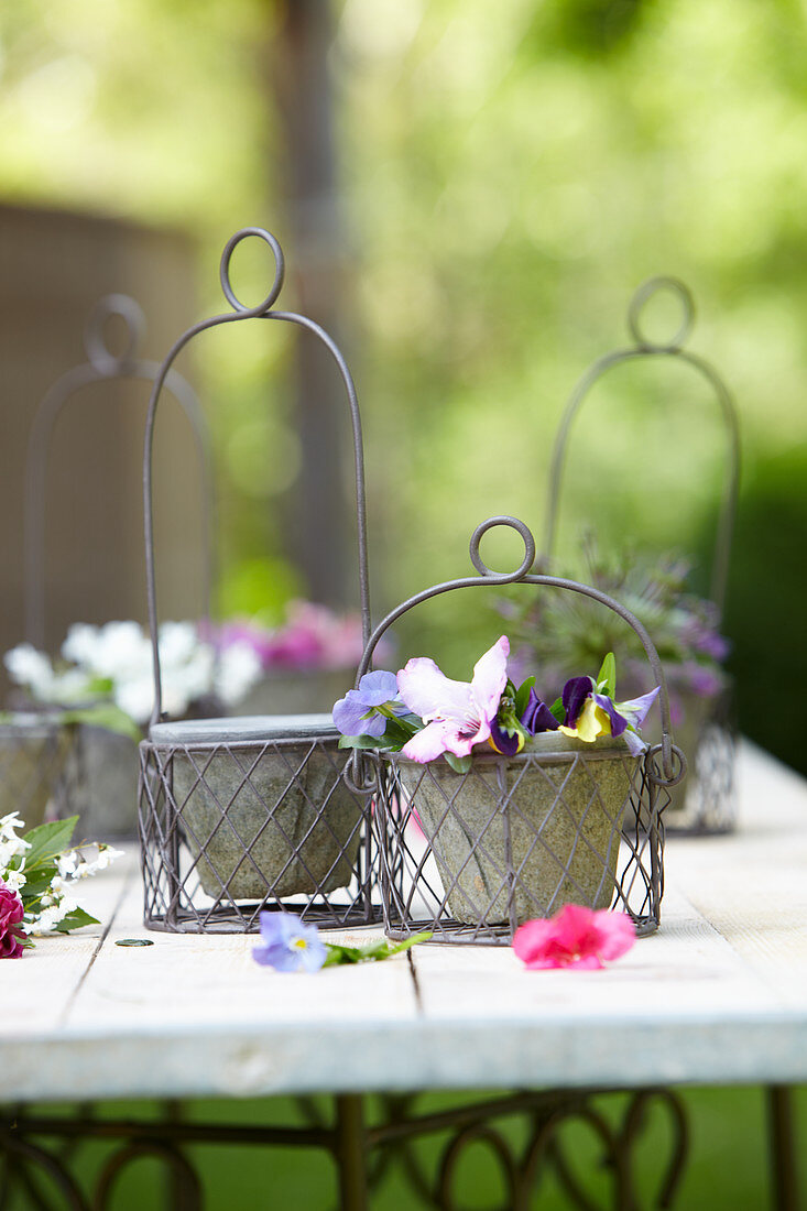 Violas in wire hanging baskets on garden table