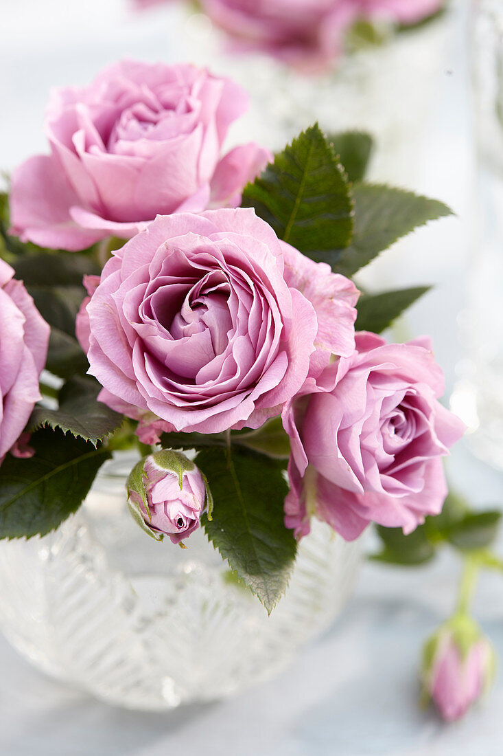 Roses in vase