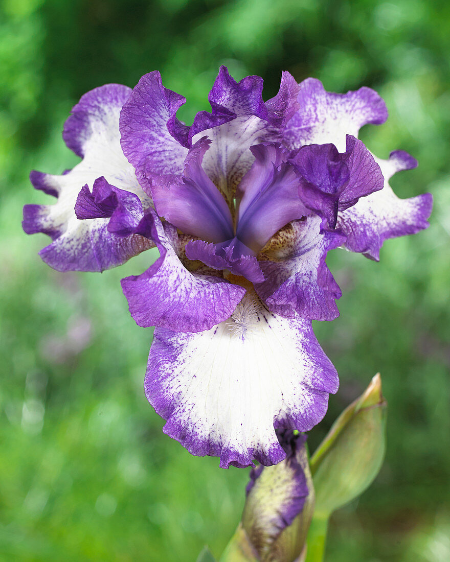 Iris germanica Touch of Spring