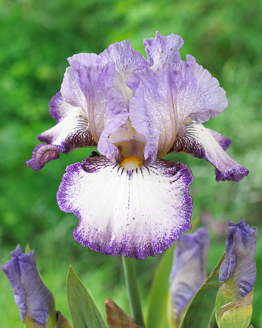 Iris germanica Grover Beach