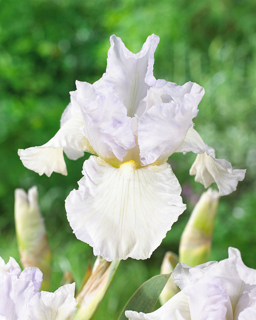 Iris germanica White Reprise