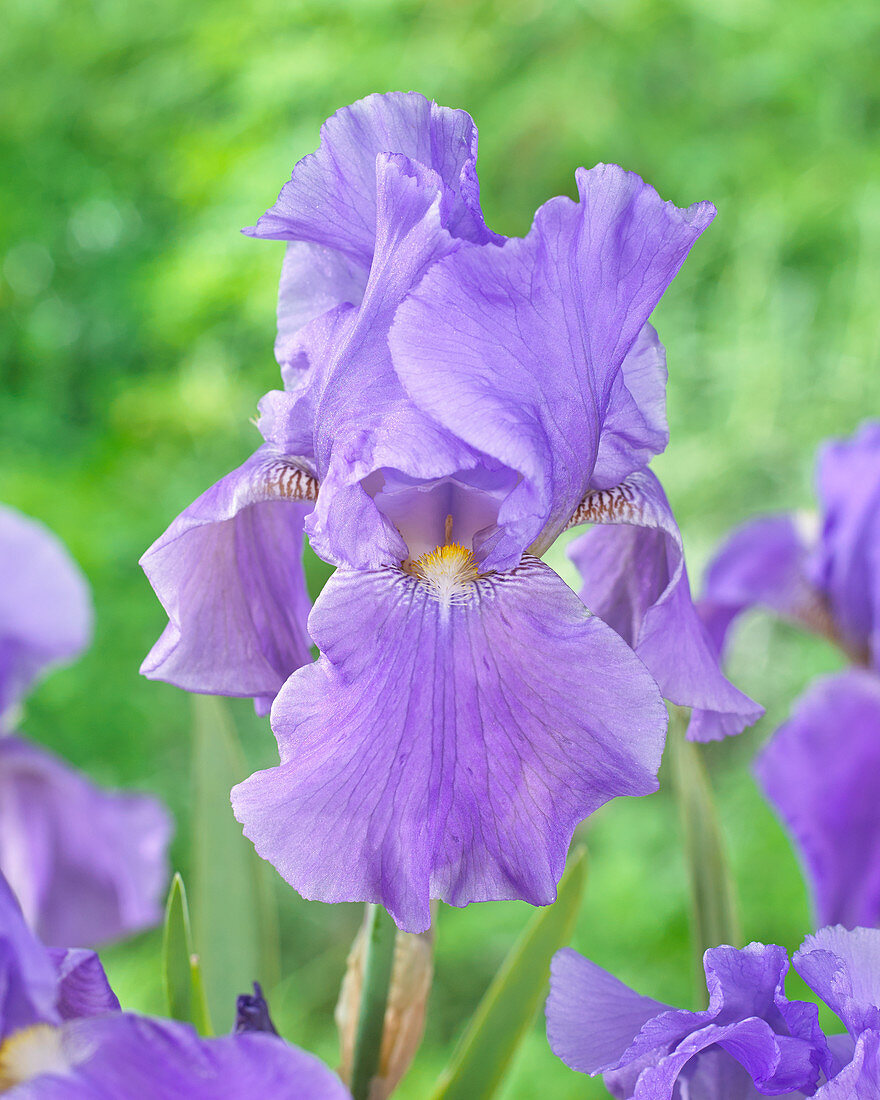 Iris germanica Summer Holiday