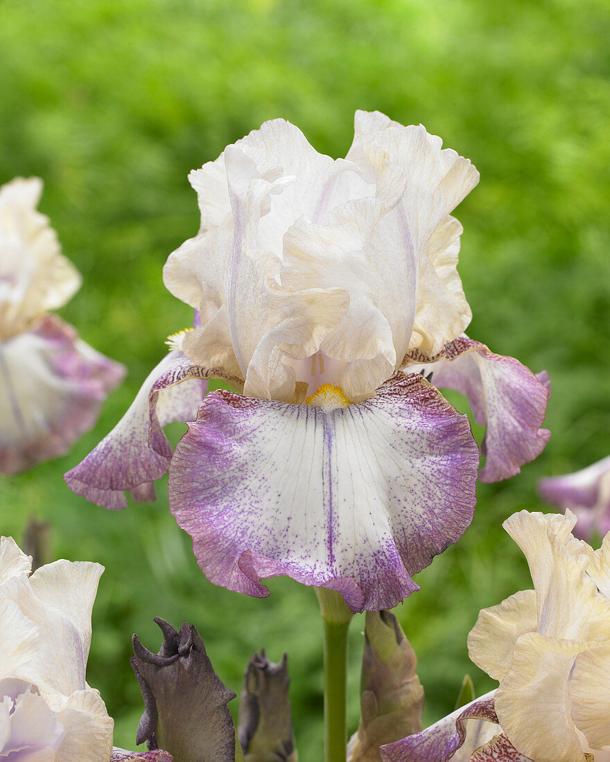 Iris germanica Lucky Locket