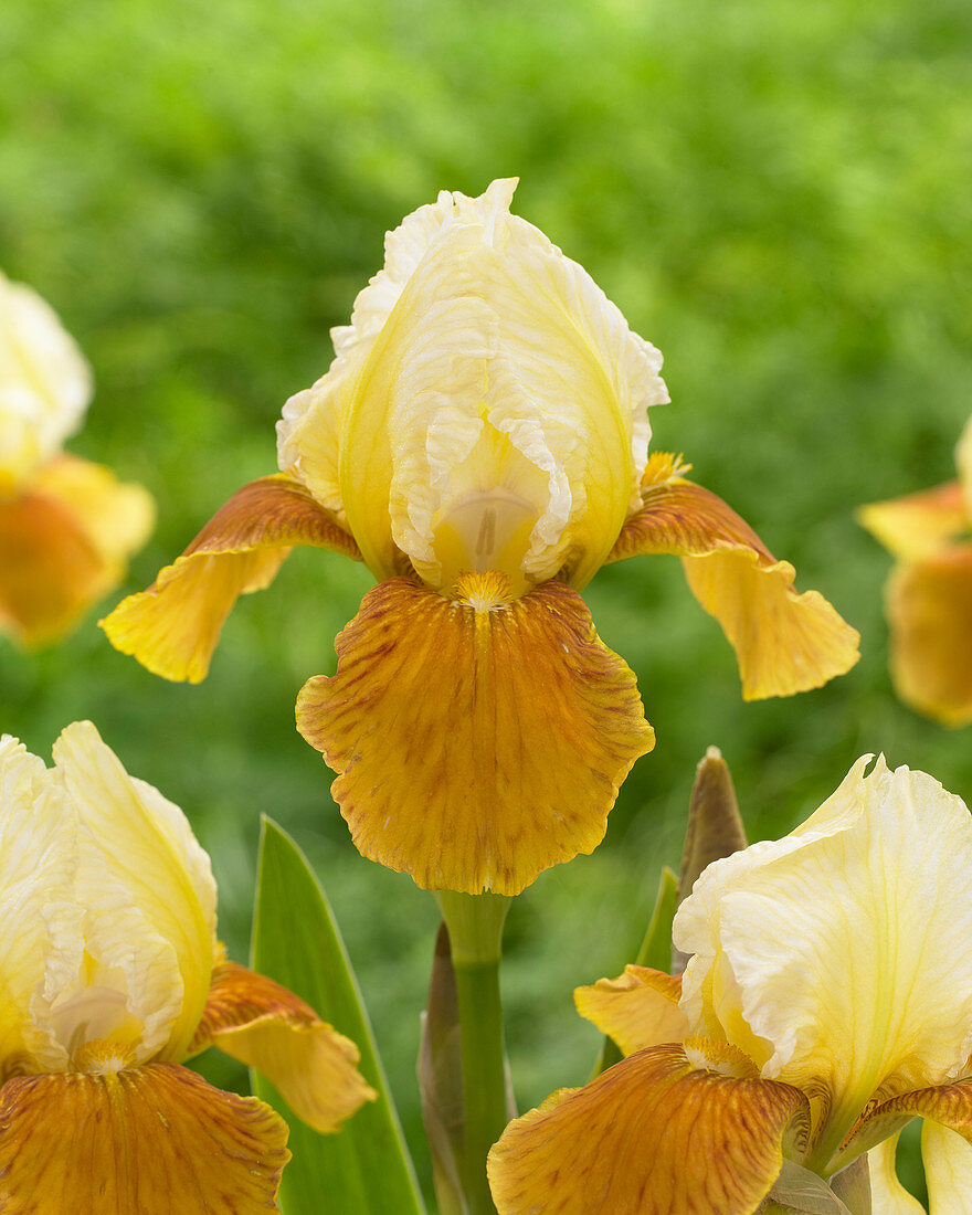 Iris germanica Honey Glazed