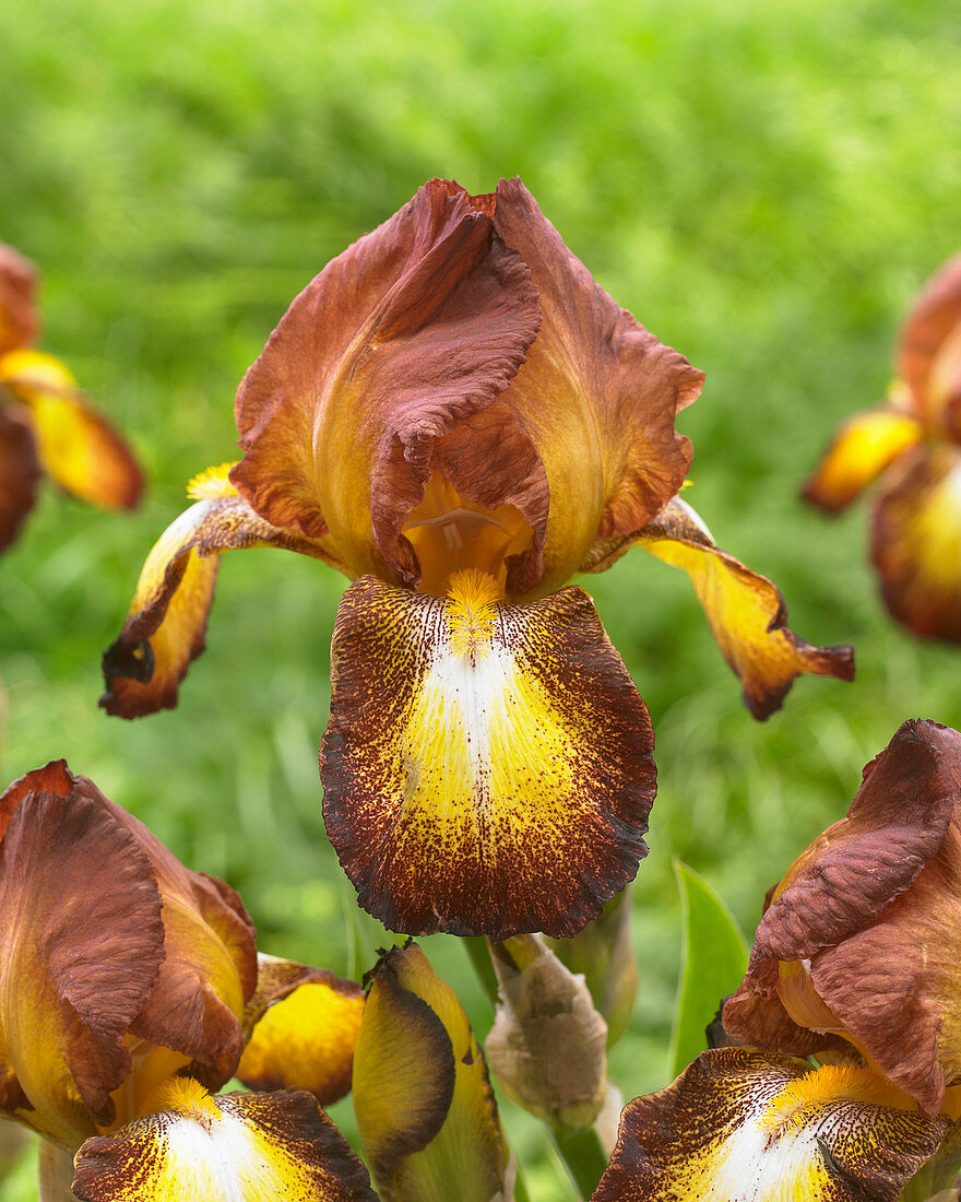 Iris germanica Spreckles
