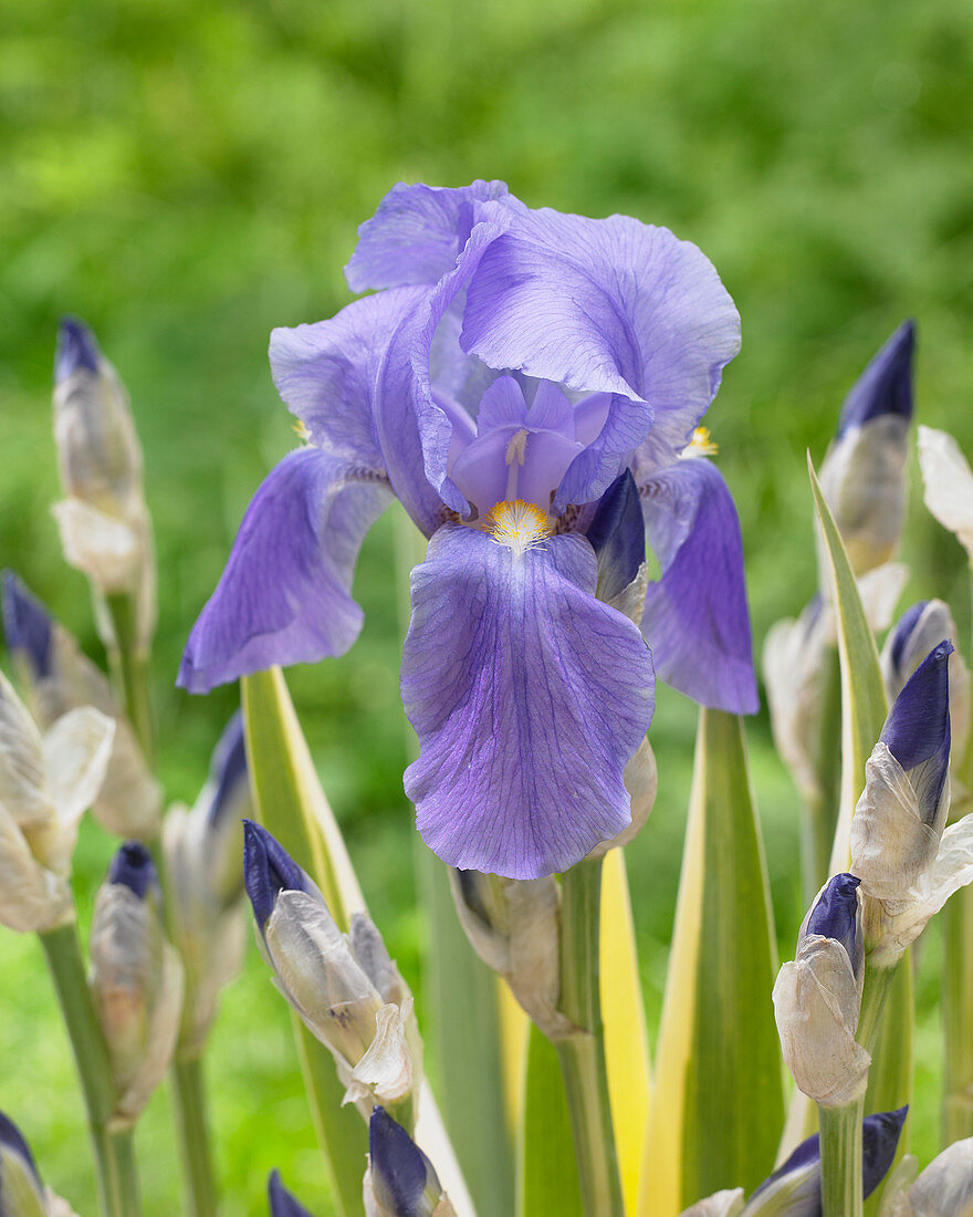 Iris pallida Aurea Variegata