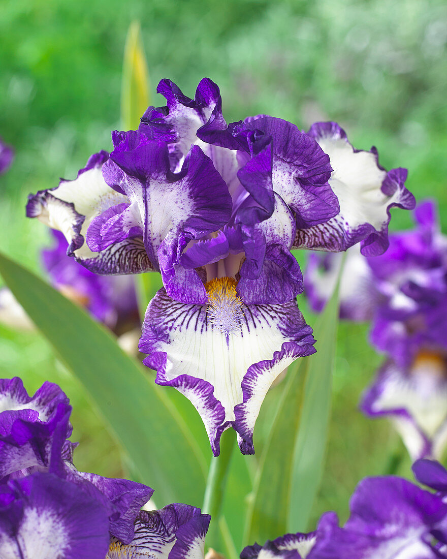 Iris germanica Stitched Beauty