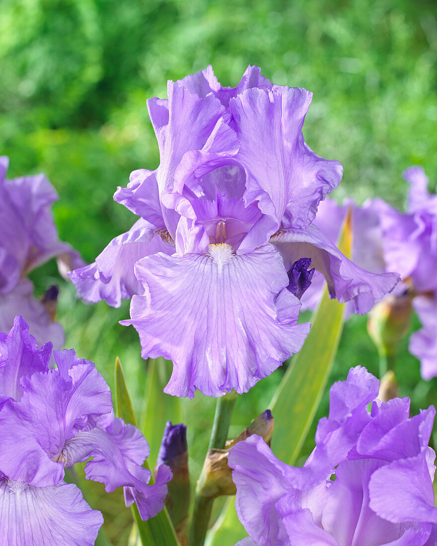 Iris germanica Mary Frances