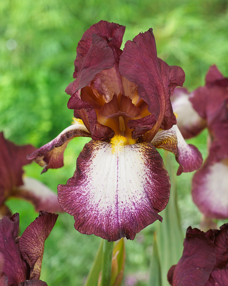 Iris germanica Crinoline