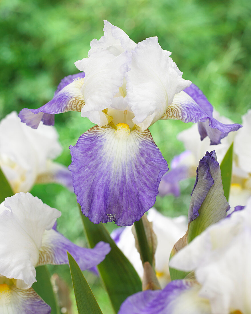 Iris germanica Mission Ridge